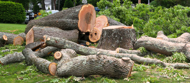 How Our Tree Care Process Works  in  Fitchburg, MA