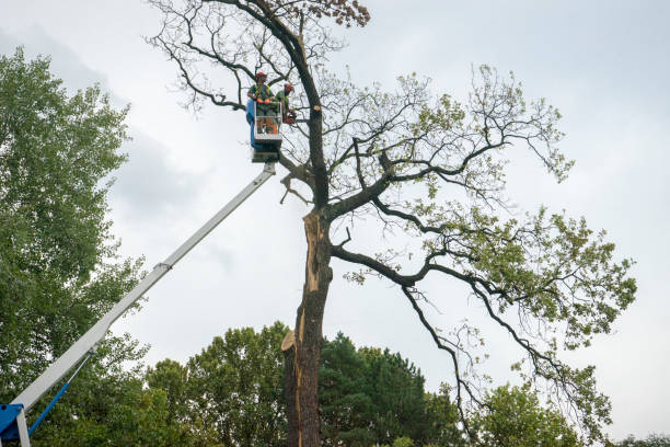 Trusted Fitchburg, MA Tree Care Experts